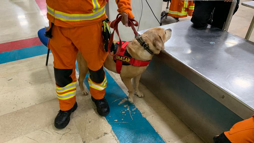 Anjing berjenis labrador yang digunakan untuk mendukung tim USAR Basarnas dalam operasi pencarian dan pertolongan di Hatay. Total 3 anjing dengan kategori SAR dog dan K9 dari Basarnas dan BNPB untuk pencarian korban.